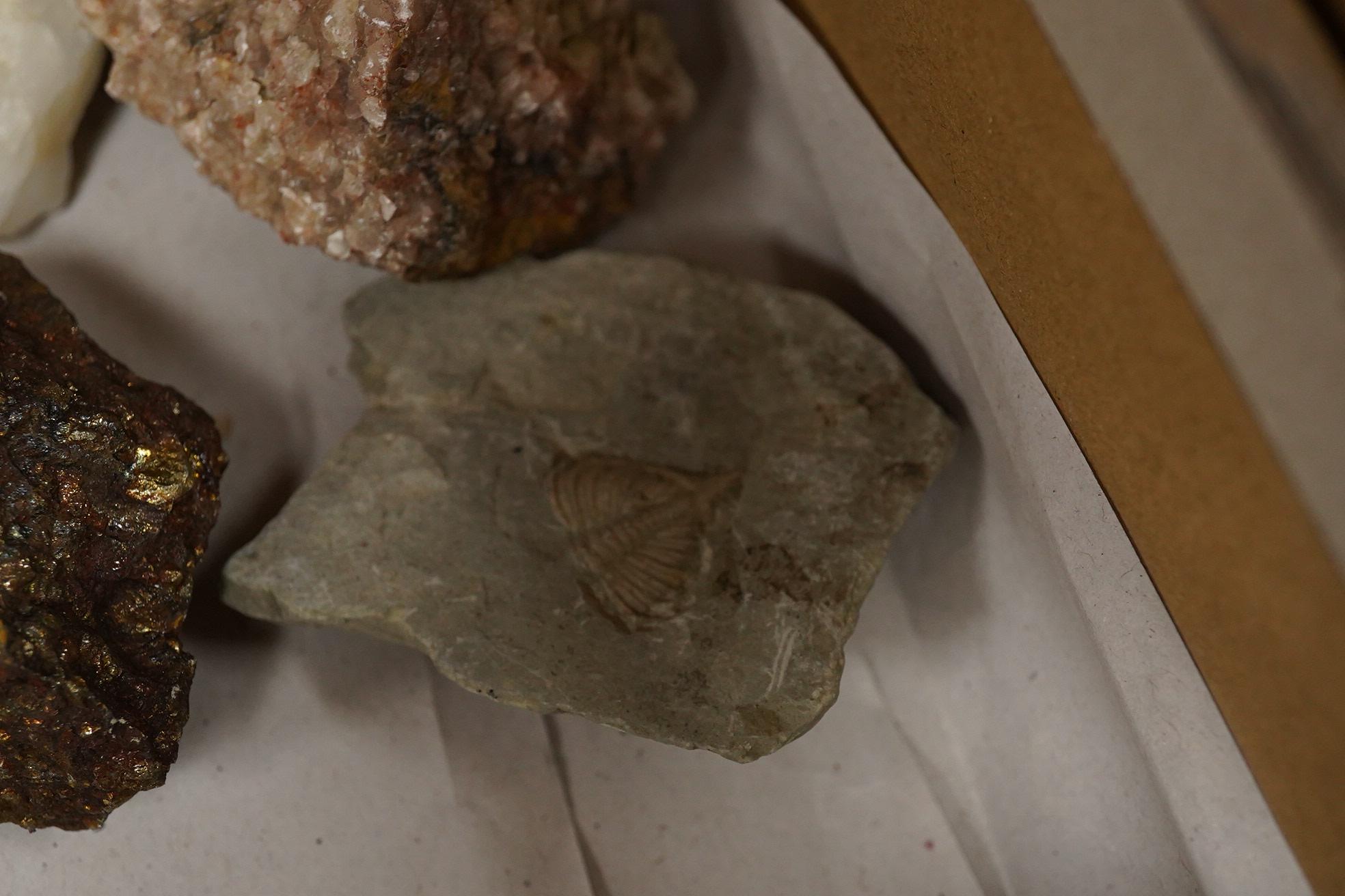 A collection of mineral specimens including quartz, together with fossilised leaves and ammonites on matrix